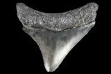 Juvenile Megalodon Tooth - Georgia #101395-1